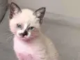 Miu