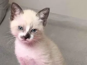 Gato raça SRD-ViraLata idade Abaixo de 2 meses nome Miu