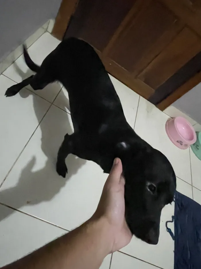 Cachorro raça SRD-ViraLata idade 7 a 11 meses nome Maya 