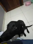 Maya 