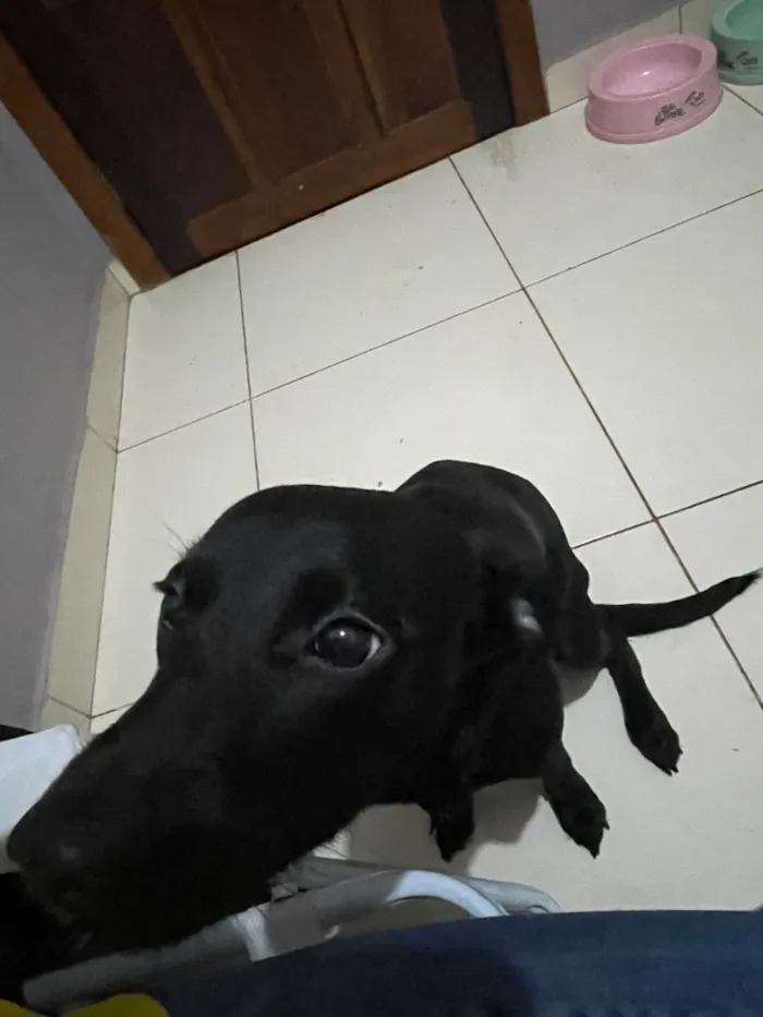 Cachorro raça SRD-ViraLata idade 7 a 11 meses nome Maya 