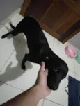 Maya 