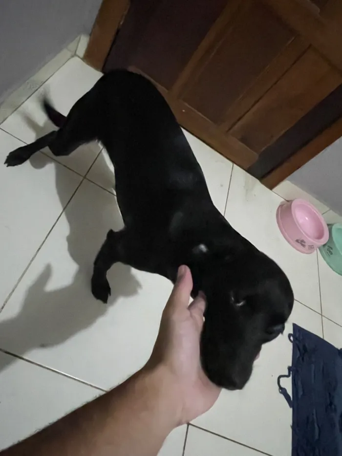 Cachorro raça SRD-ViraLata idade 7 a 11 meses nome Maya 