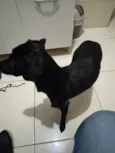 Maya 