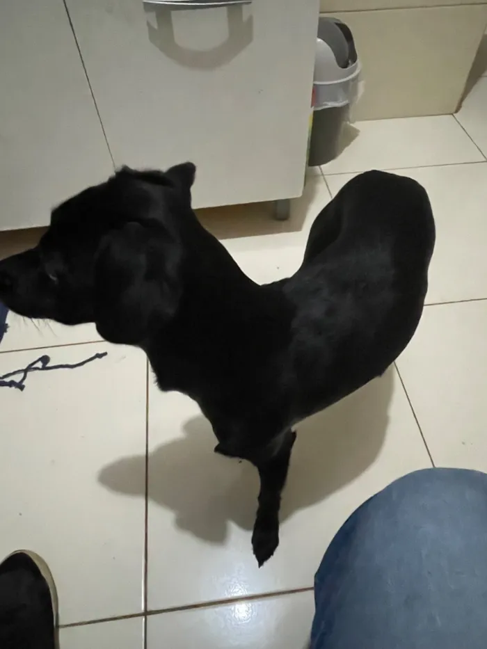 Cachorro raça SRD-ViraLata idade 7 a 11 meses nome Maya 