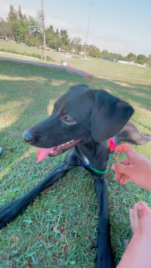 Cachorro raça SRD-ViraLata idade 7 a 11 meses nome Maya 