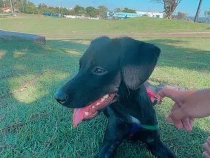 Cachorro raça SRD-ViraLata idade 7 a 11 meses nome Maya 