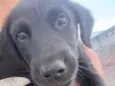 Dora
