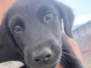 Cachorro raça SRD-ViraLata idade 2 a 6 meses nome Dora