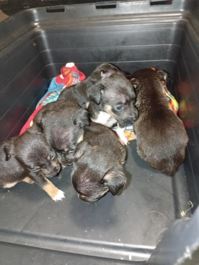 Cachorro raça SRD-ViraLata idade Abaixo de 2 meses nome são filhotes