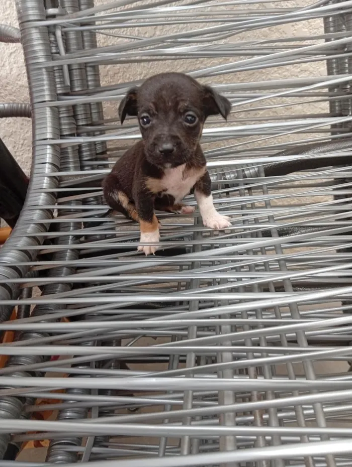 Cachorro raça SRD-ViraLata idade Abaixo de 2 meses nome são filhotes