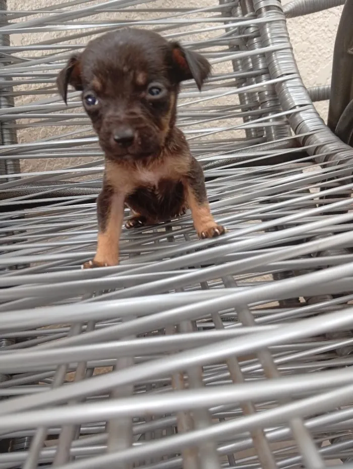 Cachorro raça SRD-ViraLata idade Abaixo de 2 meses nome são filhotes