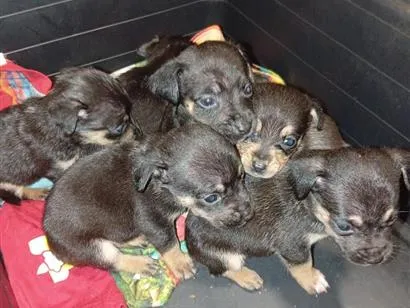 Cachorro raça SRD-ViraLata idade Abaixo de 2 meses nome são filhotes