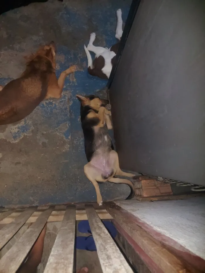 Cachorro raça Pastor Belga idade 2 a 6 meses nome zoe