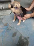 zoe