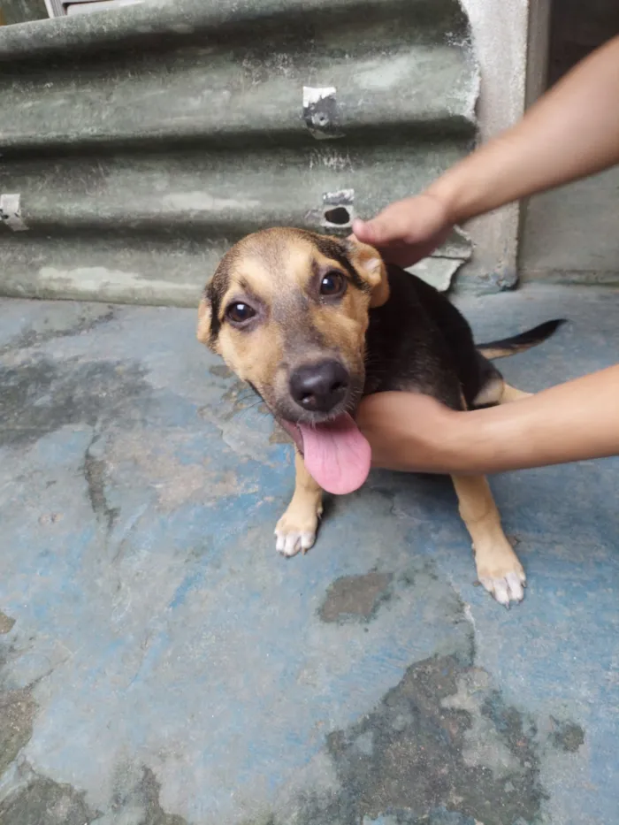 Cachorro raça Pastor Belga idade 2 a 6 meses nome zoe