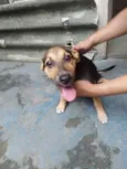 zoe