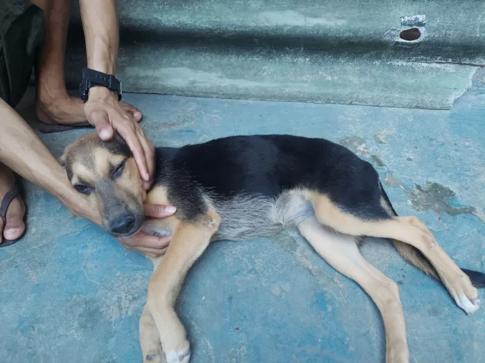 Cachorro raça Pastor Belga idade 2 a 6 meses nome zoe