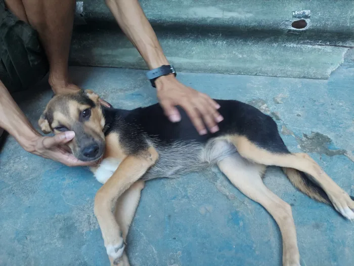 Cachorro raça Pastor Belga idade 2 a 6 meses nome zoe