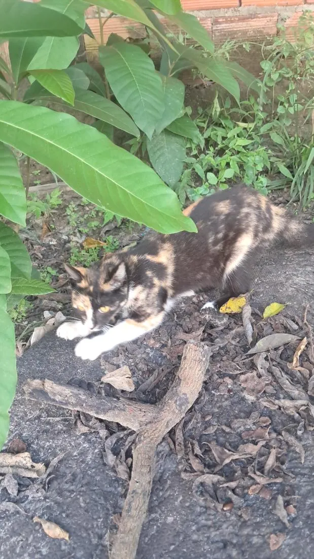 Gato raça SRD-ViraLata idade 2 a 6 meses nome margareth