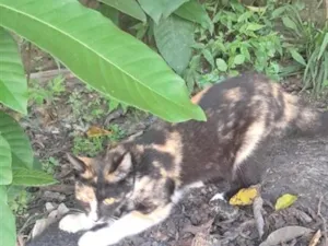 Gato raça SRD-ViraLata idade 2 a 6 meses nome margareth