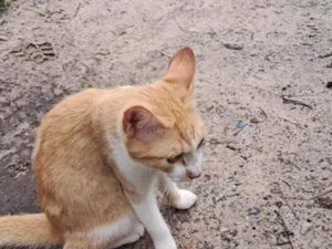 Gato raça SRD-ViraLata idade 2 a 6 meses nome saymom