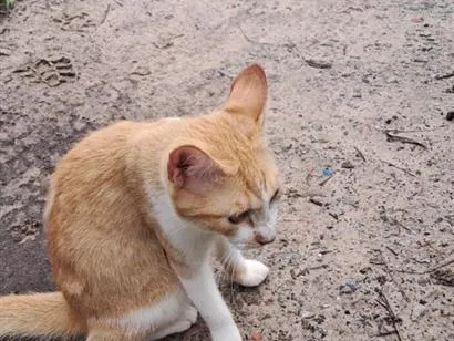 Gato raça SRD-ViraLata idade 2 a 6 meses nome saymom