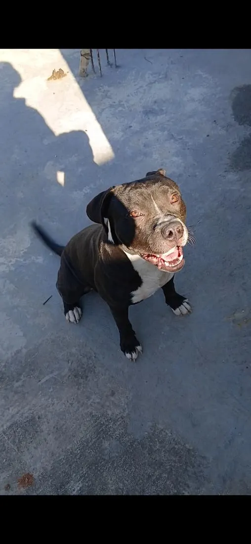 Cachorro raça Pit-Bull idade 7 a 11 meses nome Théo