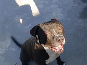 Cachorro raça Pit-Bull idade 7 a 11 meses nome Théo