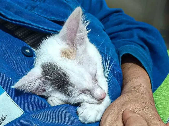 Gato raça SRD-ViraLata idade 2 a 6 meses nome Isabela
