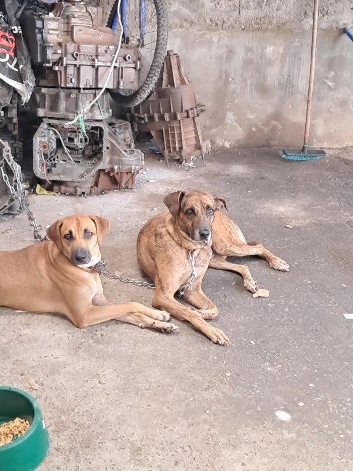 Cachorro raça SRD-ViraLata idade 7 a 11 meses nome larissa