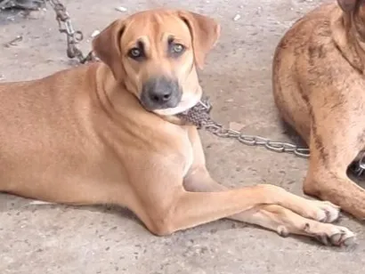 Cachorro raça SRD-ViraLata idade 7 a 11 meses nome larissa