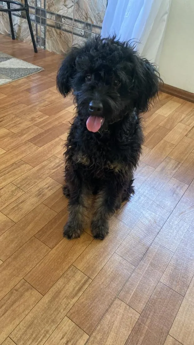Cachorro raça Poodle idade 1 ano nome Feijao
