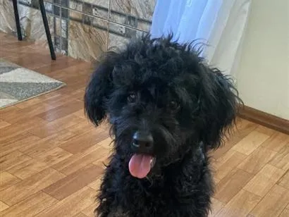 Cachorro raça Poodle idade 1 ano nome Feijao