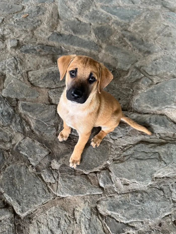 Cachorro raça SRD-ViraLata idade 2 a 6 meses nome Caramelo