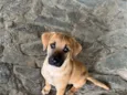 Caramelo