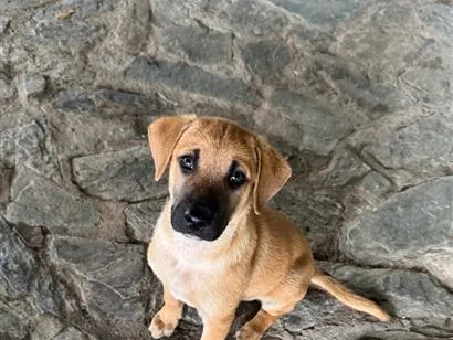 Cachorro raça SRD-ViraLata idade 2 a 6 meses nome Caramelo