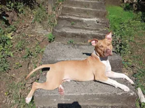 Cachorro raça Pit-Bull idade 7 a 11 meses nome PEDRO CESAR DA SILVA ANDRADE