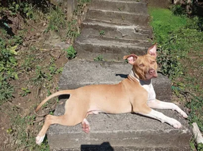 Cachorro raça Pit-Bull idade 7 a 11 meses nome PEDRO CESAR DA SILVA ANDRADE