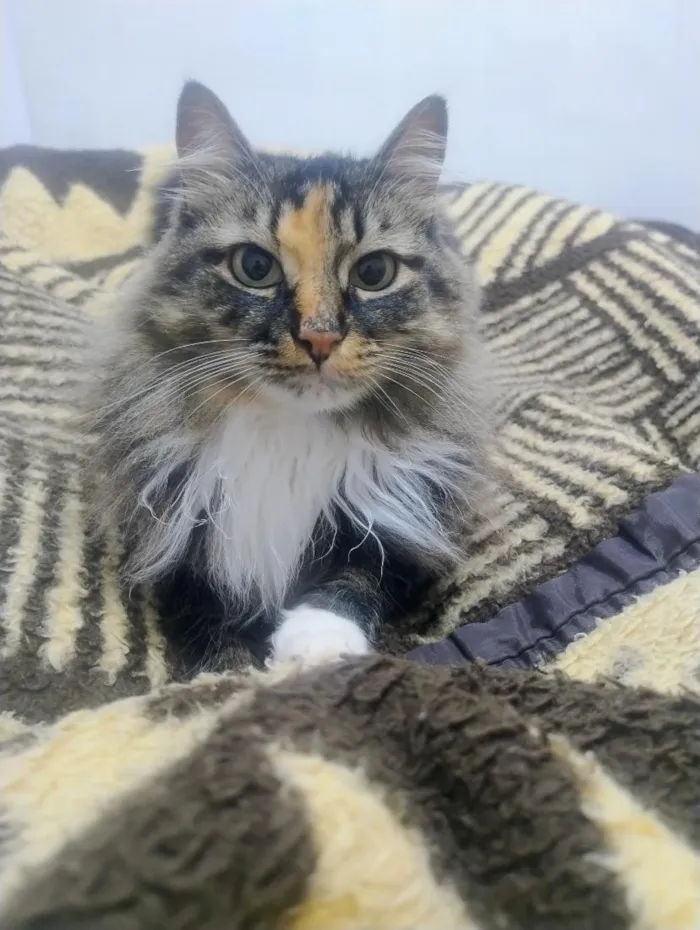 Gato raça SRD-ViraLata idade 4 anos nome Luly
