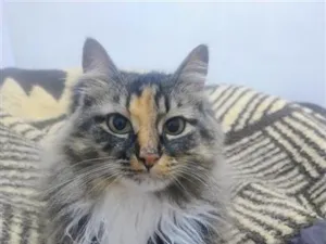 Gato raça SRD-ViraLata idade 4 anos nome Luly