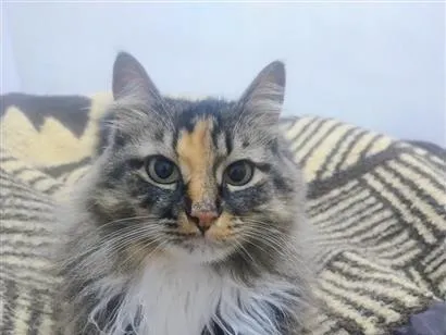 Gato raça SRD-ViraLata idade 4 anos nome Luly