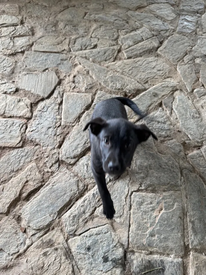 Cachorro raça SRD-ViraLata idade 2 a 6 meses nome Pretinha