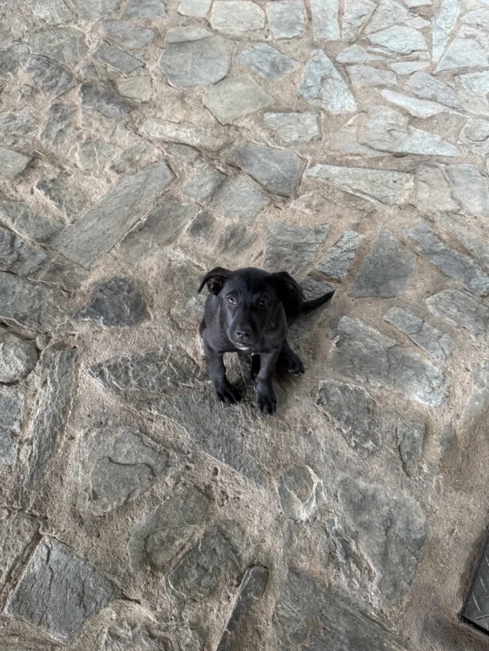 Cachorro raça SRD-ViraLata idade 2 a 6 meses nome Pretinha