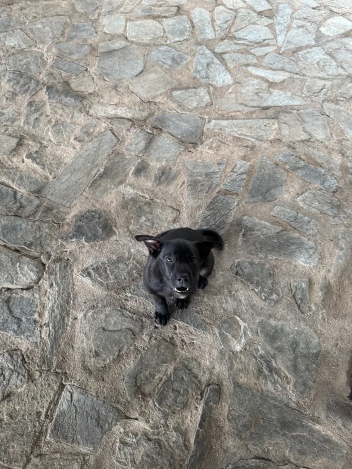 Cachorro raça SRD-ViraLata idade 2 a 6 meses nome Pretinha