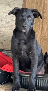 Cachorro raça SRD-ViraLata idade 2 a 6 meses nome Pretinha