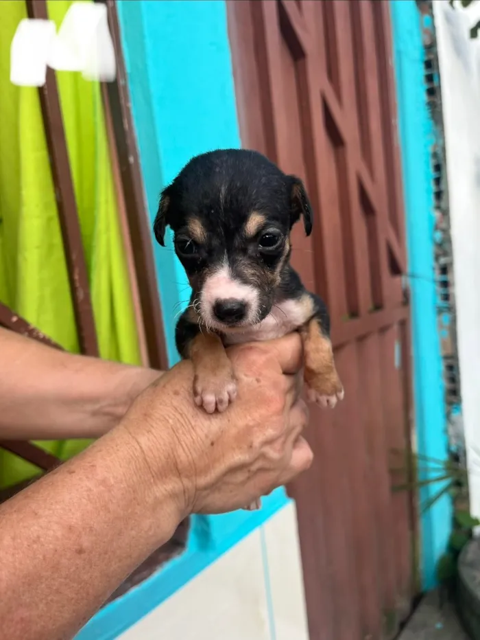 Cachorro raça SRD-ViraLata idade Abaixo de 2 meses nome SEM NOMES