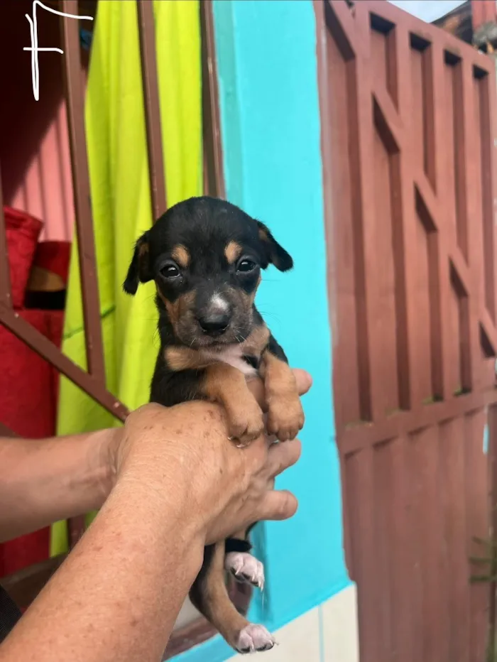 Cachorro raça SRD-ViraLata idade Abaixo de 2 meses nome SEM NOMES