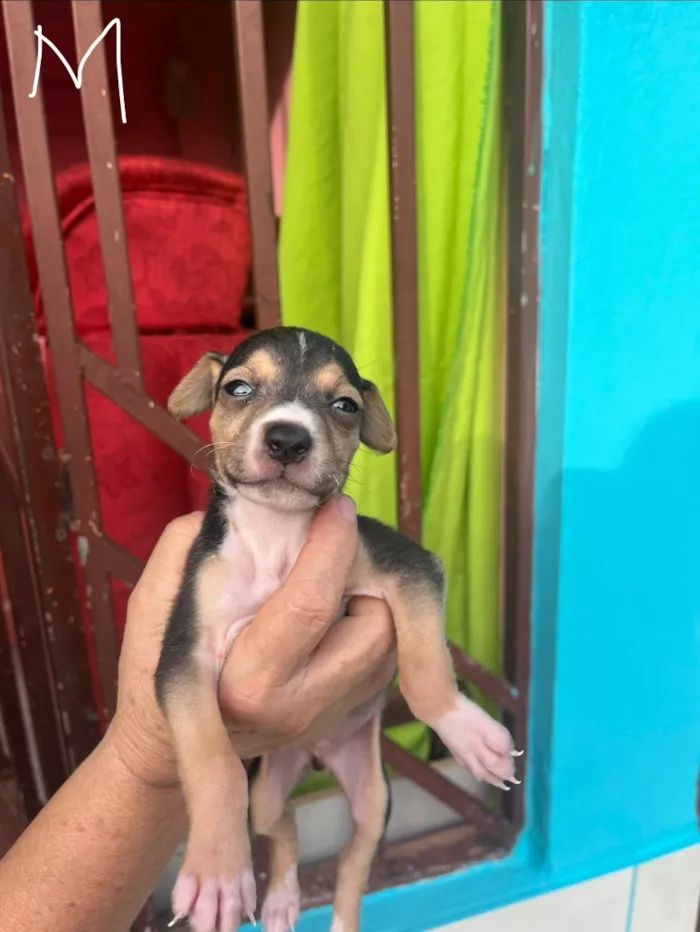 Cachorro raça SRD-ViraLata idade Abaixo de 2 meses nome SEM NOMES