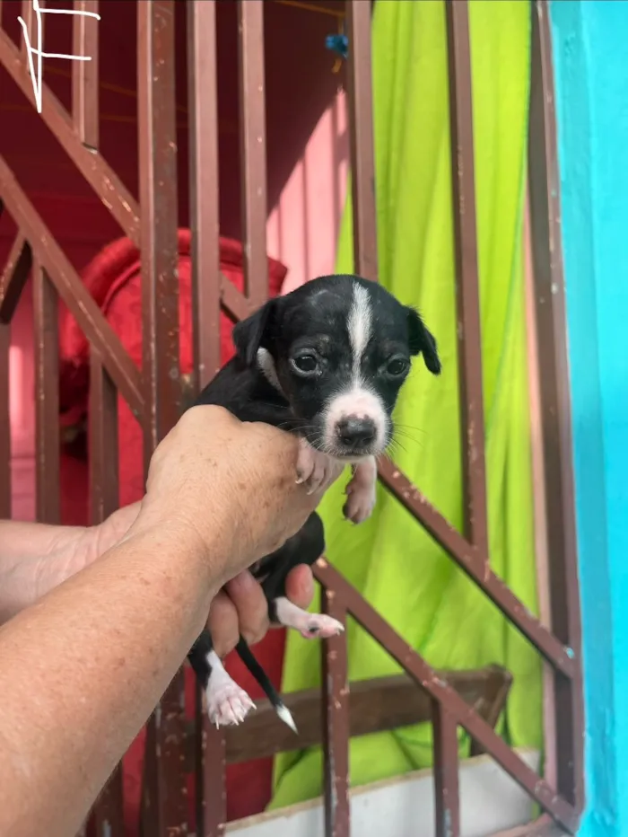 Cachorro raça SRD-ViraLata idade Abaixo de 2 meses nome SEM NOMES